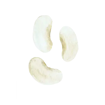 ציור של שעועית לבנה
