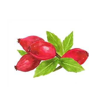 ציור של רוז היפ (ורד הבר)