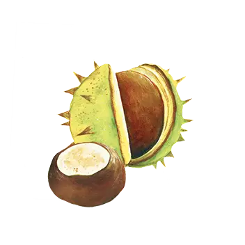 ציור של זרע עץ ערמונית הסוסים