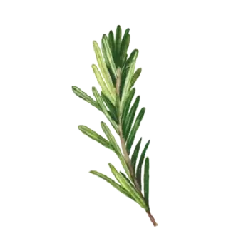 ציור של ענף רוזמרין